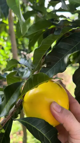 Cây vú sữa hoàng kim bửa Ba qua thăm nó mới ra trái nhỏ, nay qua thăm lại đã chín vàng ươm rồi,ăn vị ngọt thanh nhẹ và rất thơm,bạn nào không thích vị ngọt nhiều mình nên thử nha#traicay #haitraicay #trongcay #chibamietvuon #xuhuong 