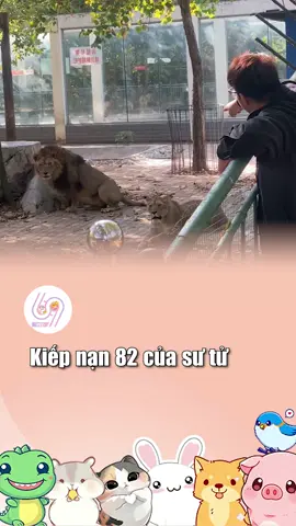 Khách này lạ quá #dcgr  #dcmedia  #69spet  #pet  #kiepnan  #kiepnan82  #kiepnanthu82
