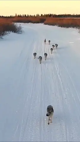 Wolves show us how to love. They greet each other with so much joy. The bond of love they have for each other is amazing.🐺 ❤️ #wolves #highlysocial #familyoriented #wolfpack #savethewolves #beautifulanimals #lovingbond #nature 