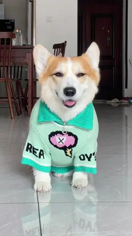 #dog #corgi 