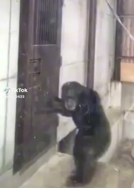 Chimp trying to escape bro had enough #wildlife #chimpanzee #escape #zoo #meme #fyp #viral #viralclip 
