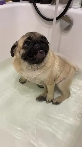 Булкинс обожает купаться 😆💜 #мопс #мопсы #мопсик #мопсики #мопся #мопсяш #мопсыправятмиром #милыймопс #мопсолюбовь #мопсылучшие 