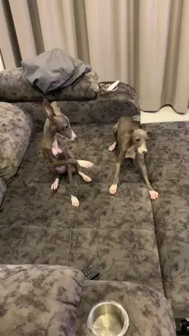 ดูหมาที่บ้านชั้นสิ #อิตาเลี่ยนเกรย์ฮาวด์เป็นหมาเรียบร้อย #ดูหมาที่บ้านเราสิ🐶🐶🐶 