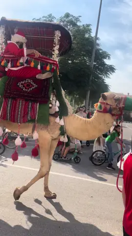 Christmas in Saudi 🇸🇦 🐪 😂 ❤️  #saudi #saudiarabia  #saudichristmas #camel 
