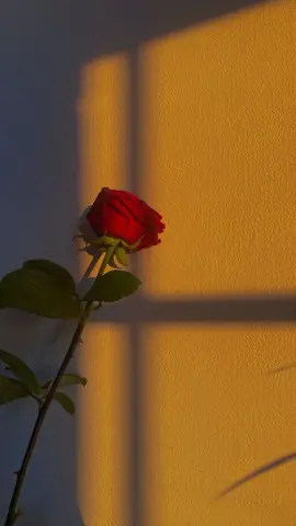 English subtitles added 💗 Song title: Disfruto Artist: Carla Morrison #español #spanish #lyricsvideo #lonely #lyrics #heartbroken #fypシ #Love #fyp #viral 
