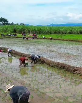 #buhayprobinsya #probinsya #magsasaka #fyp #trending