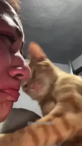 The end AWWW🥺❤️episode208#cat #cats #catlove #friends #petlove #catsoftiktok #pet 
