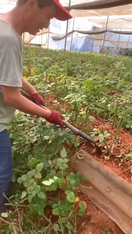 Rose Farming #agriculture #asmrsounds 