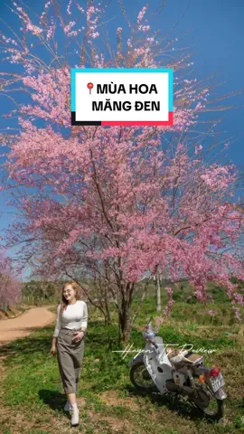 Măng Đen mùa mai anh đào nở rộ. #mangden  #reviewmangden #hoaanhdao #huyentyreview 