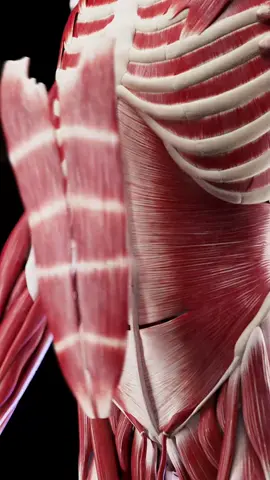 💪 Explore the layers of your core! Check out our 3D models of abdominal muscles for an in-depth look at what makes you strong. #FitnessEducation #AbdominalMuscles  #SciePro  #EduTikTok #muscles  #abs  #physio  #sciart  #vray  #autodesk  #zbrush  #3d  #cg  #meded  #medical  #anatomy  #medicalstudent  #3dmodel