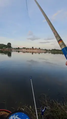 Chiều chiều ngồi cảnh chill chill câu cá nữa là 😊#thanhnamcarpfish #mồicâubứtrứt #đammê #fishing #câucátựnhiên #câucá #trending #chill #phaođài 