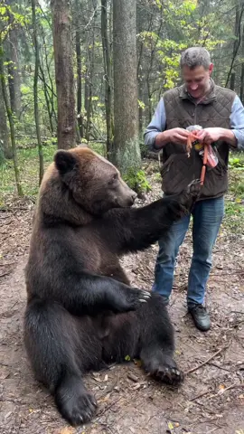Hungry Bear #tombear #bear #pet #bigdog