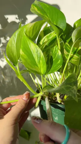 snip snip #plantok #plantpropagation 