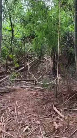 #A #pig #was #caught #wildlifelover #wildlifeanimals #animalshavefeelingstoo #deertiktokteam #exploreme #exploremo #explor 