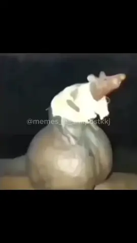 #ratoovudo #rato #Ovudo #memestiktok #shitpost #meme  Rato Ovudo 👍