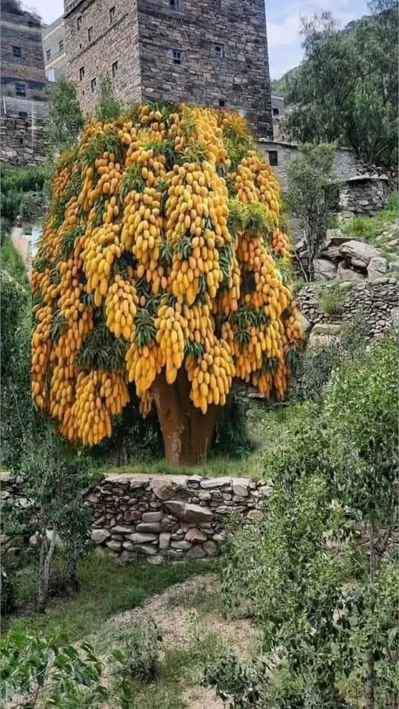 يافع###@اليافعي 