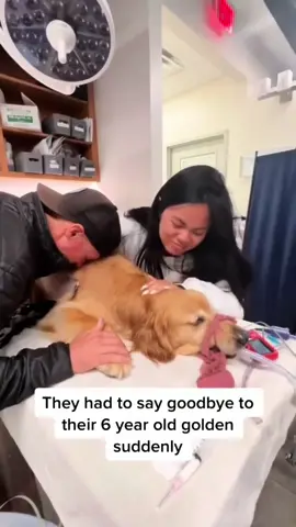 So sad! Stay strong😔❤️‍🩹 #dogsoftiktok #doglover #petloss #dogloss #catsoftiktok #doggrief 