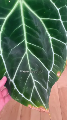 Don’t get it twisted: dry is not a good look #planthacks #plantcare #planthumidifer #rareplants #monstera 