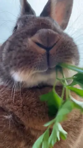 Очень аппетитно жуёт 🤣 #животные #забавныеживотные #кролик #заяц #пушистыеживотные #длинныеуши 