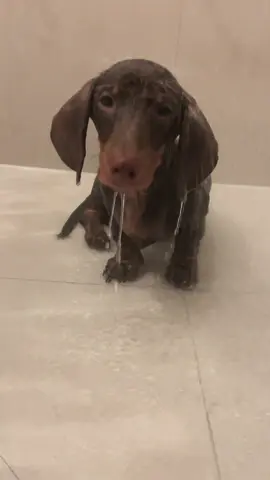// Sausage Spa Day - Leo 🤍🌭 // #puppy #dog #miniaturedachshund #dachshund #dogsoftiktok #dachshundpuppy #sausagedog #pov