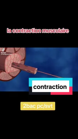 #bac #svt2bac #muscle #cours #svt #profgoulma 