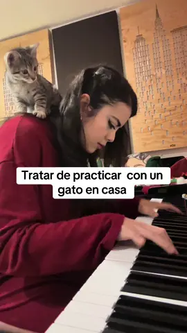 #gato #gatito #kitty #kitten #piano #musica #pianista 