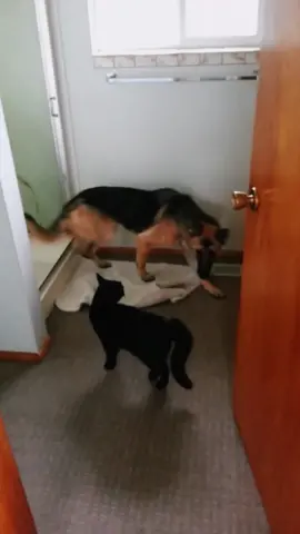 German Shepard afraid of bully cat! #germanshepherdsoftiktok #cat #blackcat #pet #furbabies #dog #animalsoftiktok #trending #viral #fyp 