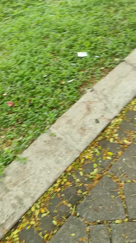 #meongmeong  #anakkucingterlantar 