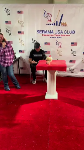 Seramas are cool 😎🐔 #MALAYSIAN #SERAMA #Ayam #ayamserama#malaysianserama #seramasoftiktok #chicken #chickens #poultry #poultryshow #chickenshow #tabletop #champion #tiny #smallestchicken #smallestchickenintheworld #seramas #animals #bird #birds #tabletopshow#tabletopchickenshow #exhibitionpoultry #southeasternseramaclub   #seramachicken #bantam #bantamchicken #rooster #backyardchickens #chickensoftiktok #seramabreeder #seramatiktok 