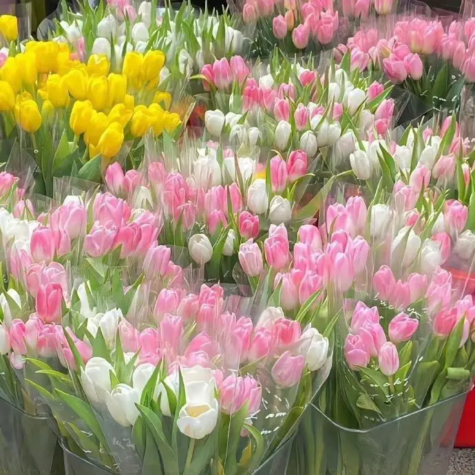 aaa cantikk bangettt🤍#tulips  #aesteticflowers #bungacantik  #fouryoupage #fyp #fypシ 