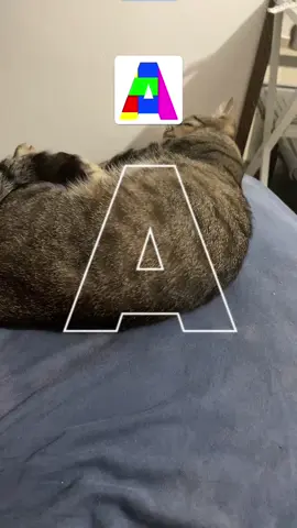 #pet #gatostiktok #gatos #PetsOfTikTok 
