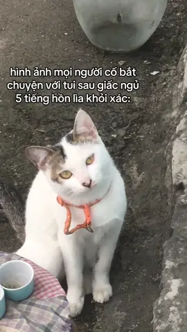 đợi hồn về mình làm gì thì làm hen #fyp #hadne #fypシ #meow 