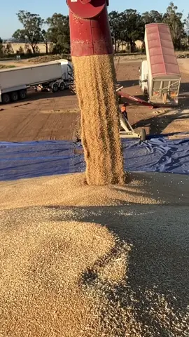 #harvest #harvest23 #wheat #grain #bunker #tarps #silos #country #fyp