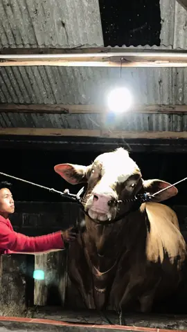 #sapi #sapiviral #sapijumbo #sapiterbesar #kandangsapi #limousin #sapilimosinsuper #sapiqurban #