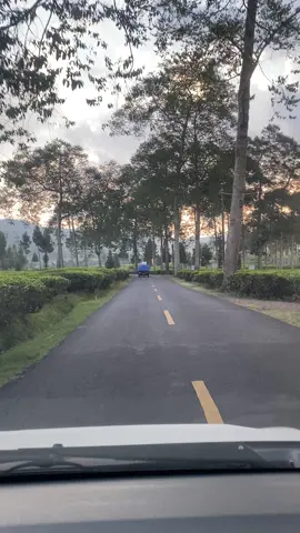 Indahnya sore hari menikmati hamparan kebun teh di Ciwidey #ciwidey #fyp 