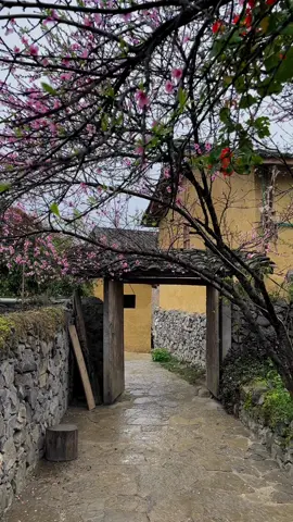 Mùa hoa đào nở trên làng Lô Lô Chải cứ ngỡ như một bức tranh 🌸 #hie #hagiang 