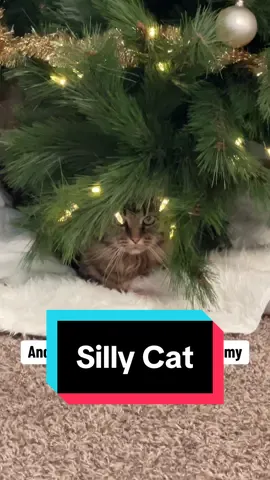 My crazy cat is always running under the tree messing it up! Plus the dogs will start chasing him under there 😆 hints the messy skirt 😅 (His name is Jinxy, he’s 10 years old)  #kitty #cat #sillycat #christmas #christmastree #alwaysamess #destroysmytree 