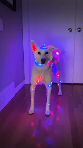 🎼Oh Christmas dog, oh Christmas dog!  Do you perfer colored or white lights? #christmas #christmaslights #k9 #dogsoftiktok 