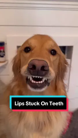 The most iconic dog smile. #dog #goldenretriever #dogsoftiktok 