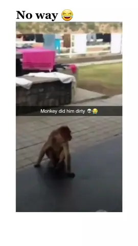 #funny #funnyvideos #funnyvideo #funnymoments #dog #monkey #fyp #foryou #fypシ #foryoupage #comdey 