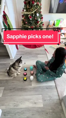 Sapphie making things look so easy with the walk away at the end 😂😂😂 #smartdog #dogs #dogsoftiktok #pets #fyp 