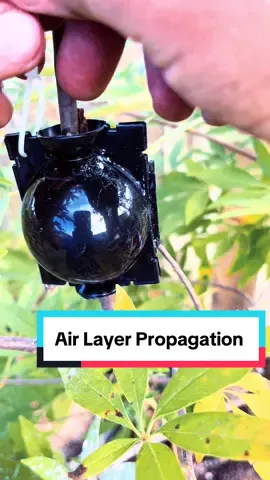 Air Layer Propagation! #airlayer #airlayering #airlayeringpropogation #airlayeringpropagation #propagation #propagating #vitex #texasgardenguy #garden #texasgarden #gardening #gardentok 