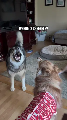 When Kita goes missing all Hekk breaks loose 😅 #fypシ #foryoupage #talkingdog #talkingdogsoftiktok #huskyhowl #foryou #huskies #howlingdog #viral #dogsoftiktok #lol #siren #chaoticenergy #farkyou #sirens #doghumor #comedy #funnydogs #dogmom #lifewithahusky #dogs 