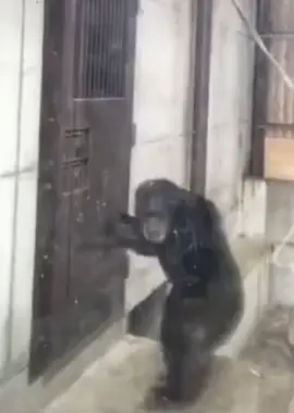 #MonkeyKnockingOnDoor