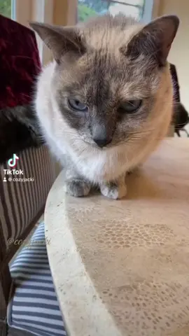 Chai trying to be sneaky. #cat #catsoftiktok #cozyjacki #catlover 