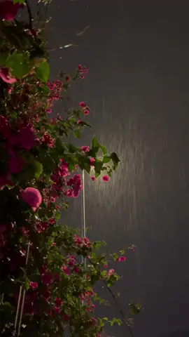 مطر الليل حياة .