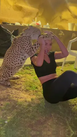 Cheetah attacks!!! 😅😅 #cheetah #animal #animals #fy #fyp #funny