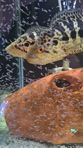 Old but Gold! #jaguars #breeding #pair #cichlids #fishtok #fry #foryourpage #fyp 