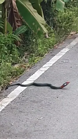 ผมเจองูเห่าตัวสีเขียวหัวสีแดง #งูอะไร #งูแปลก #งูเห่าตัวเขียวหัวแดง #ใครรู้จักบ้าง 