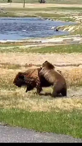 bear and cow#animal #wildanimals 